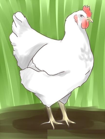 Como desenhar galinha fácil