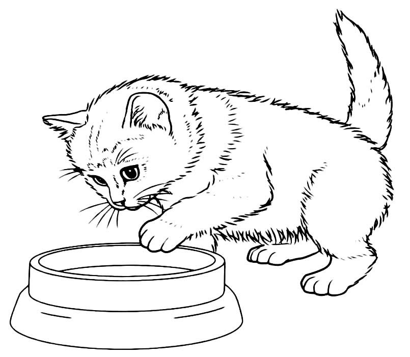 Desenhos de Gatinhos para Colorir - Coletânea de Imagens para Imprimir   Desenhos animais simples, Desenhos bonitos, Desenhos de gatinhos fofos