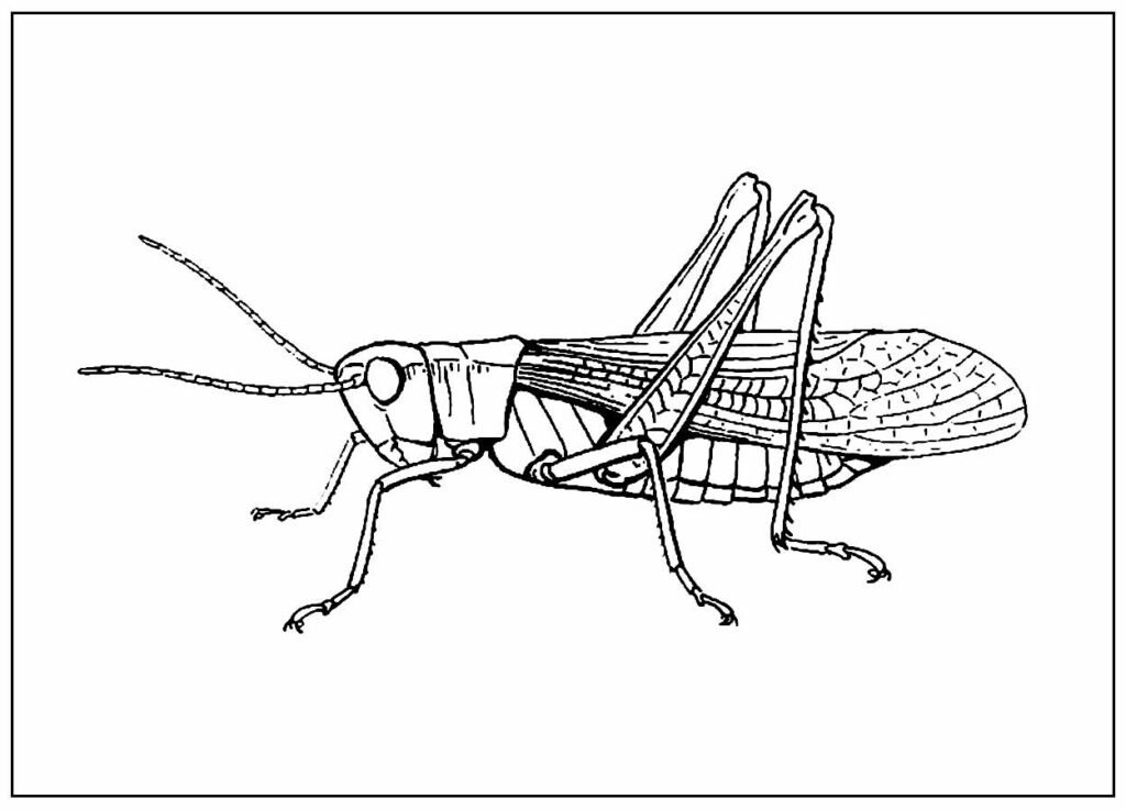 desenho de gafanhoto 32