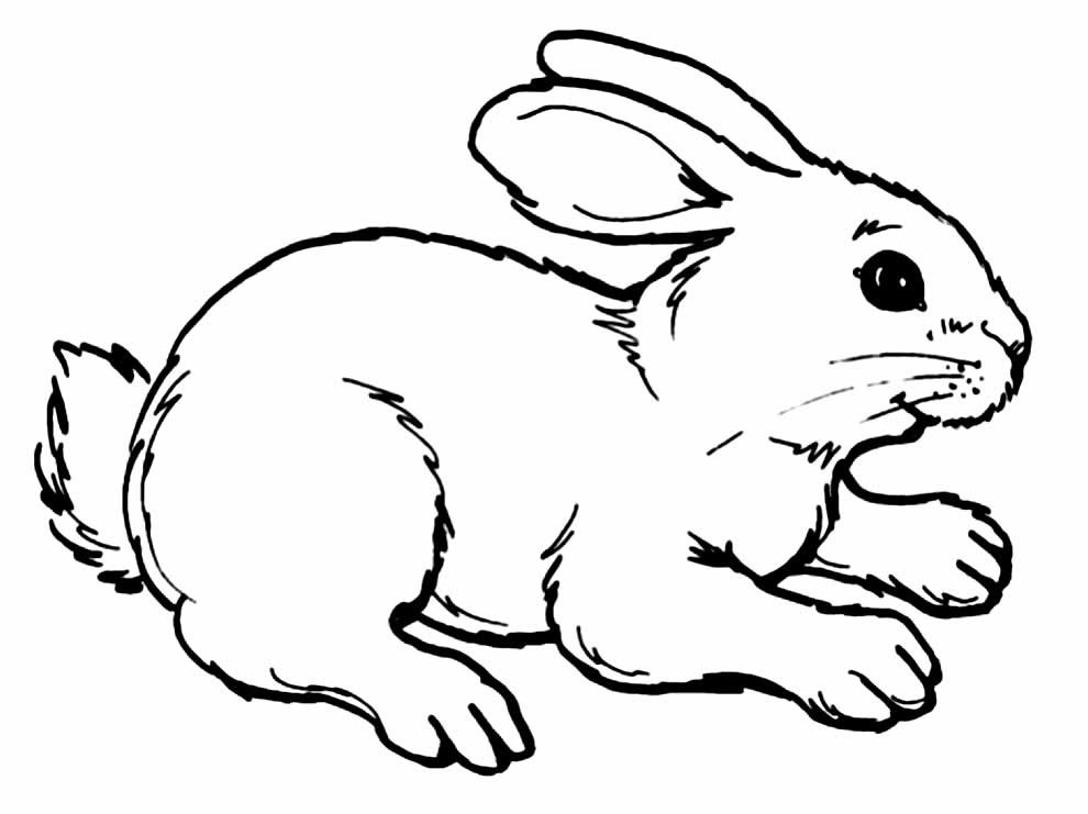 desenhos de coelhinhos para colorir 5