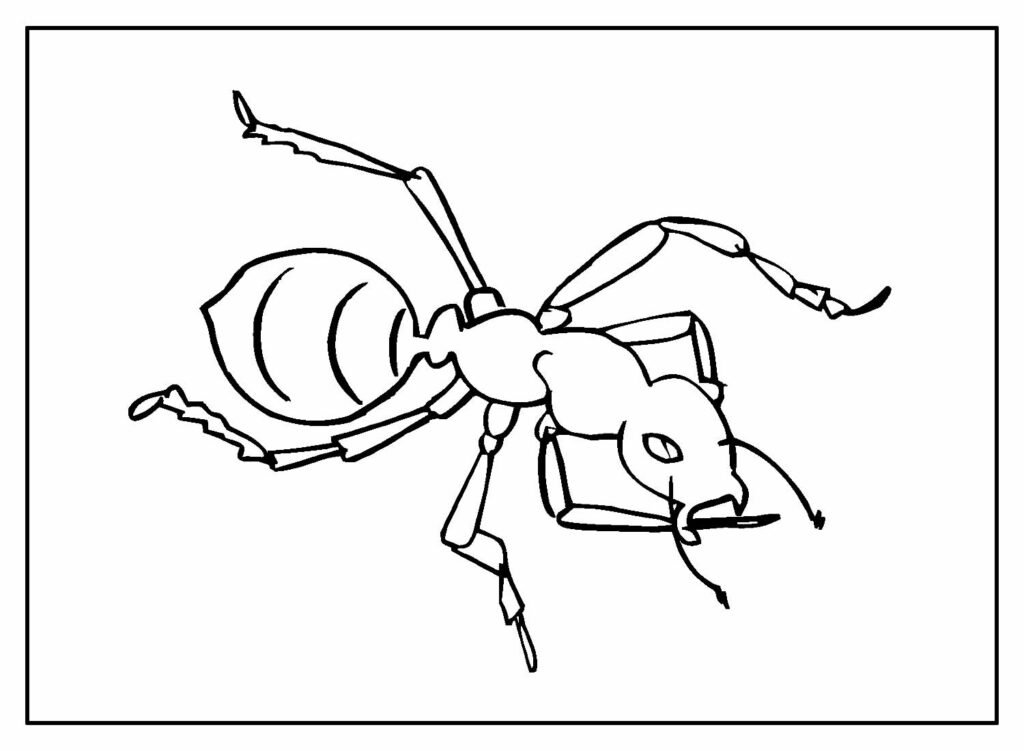 desenhos de formiga para colorir 11