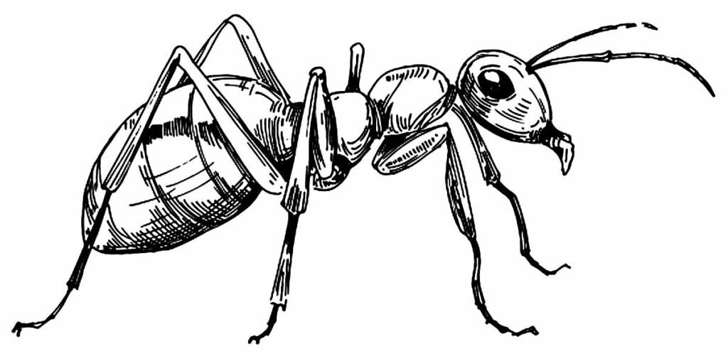 desenhos de formiga para colorir 19