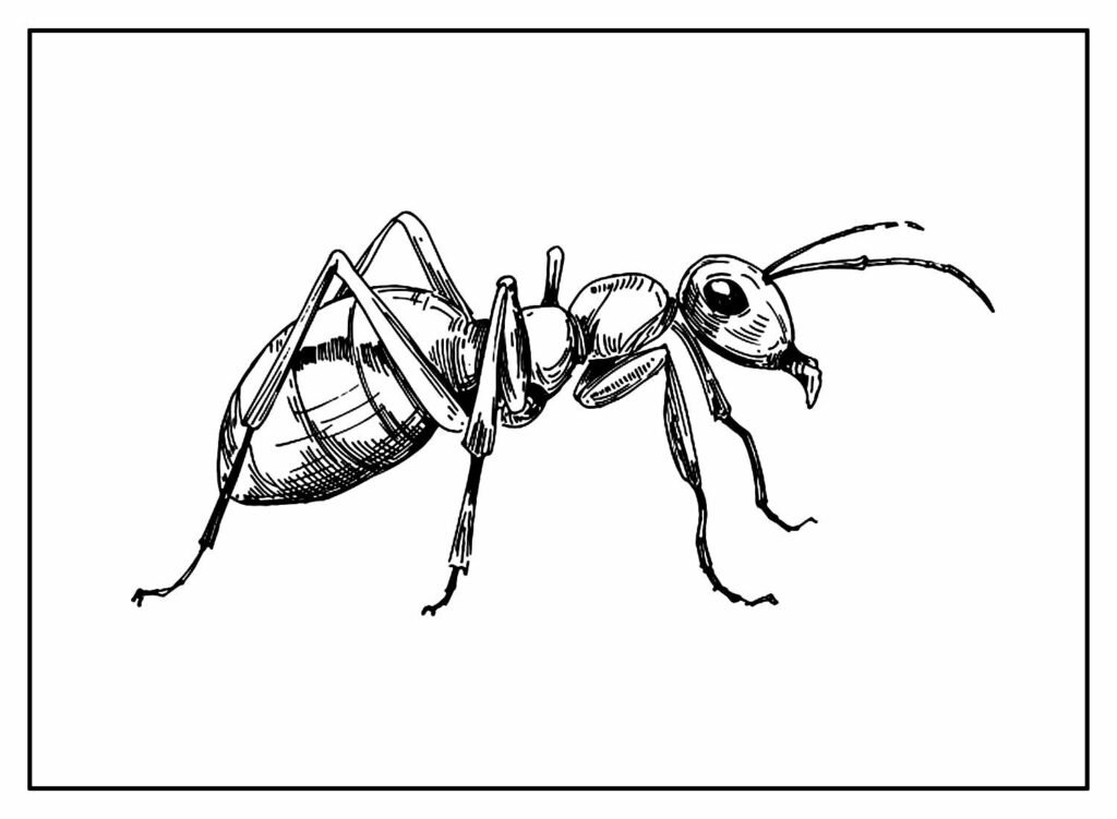desenhos de formiga para colorir 20