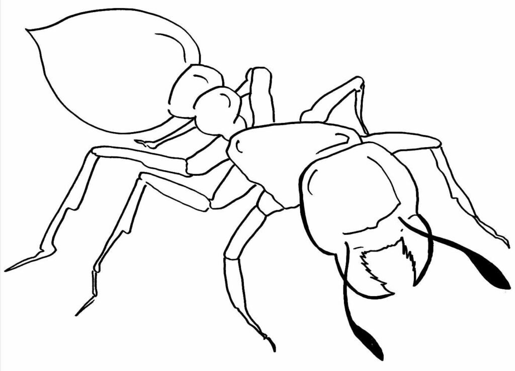 desenhos de formiga para colorir 30a