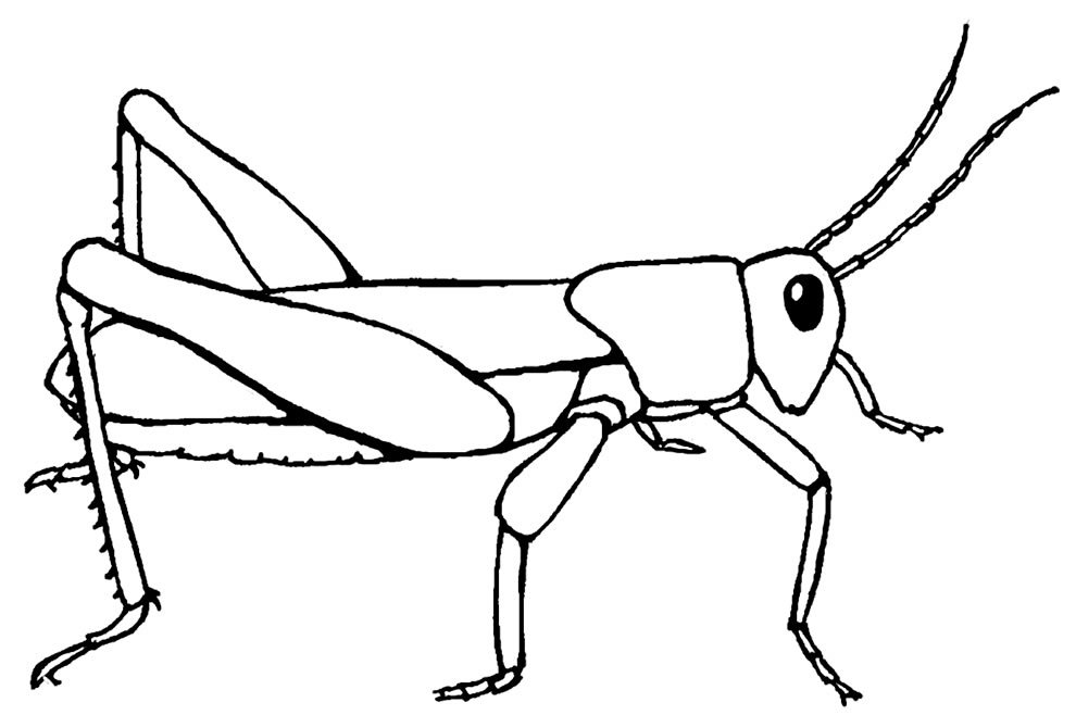 desenhos de gafanhoto para colorir 1000