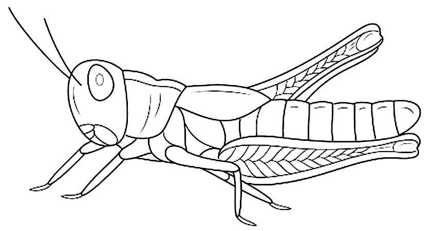 desenhos de insetos para colorir 11a