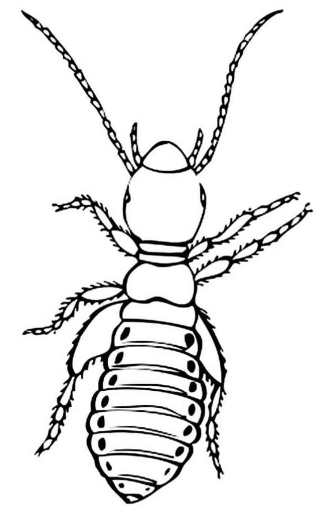 desenhos de insetos para colorir 12a