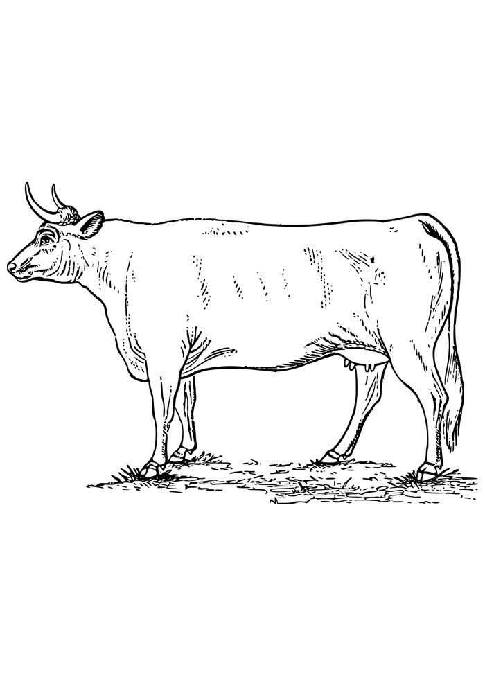 vaca para colorir 10