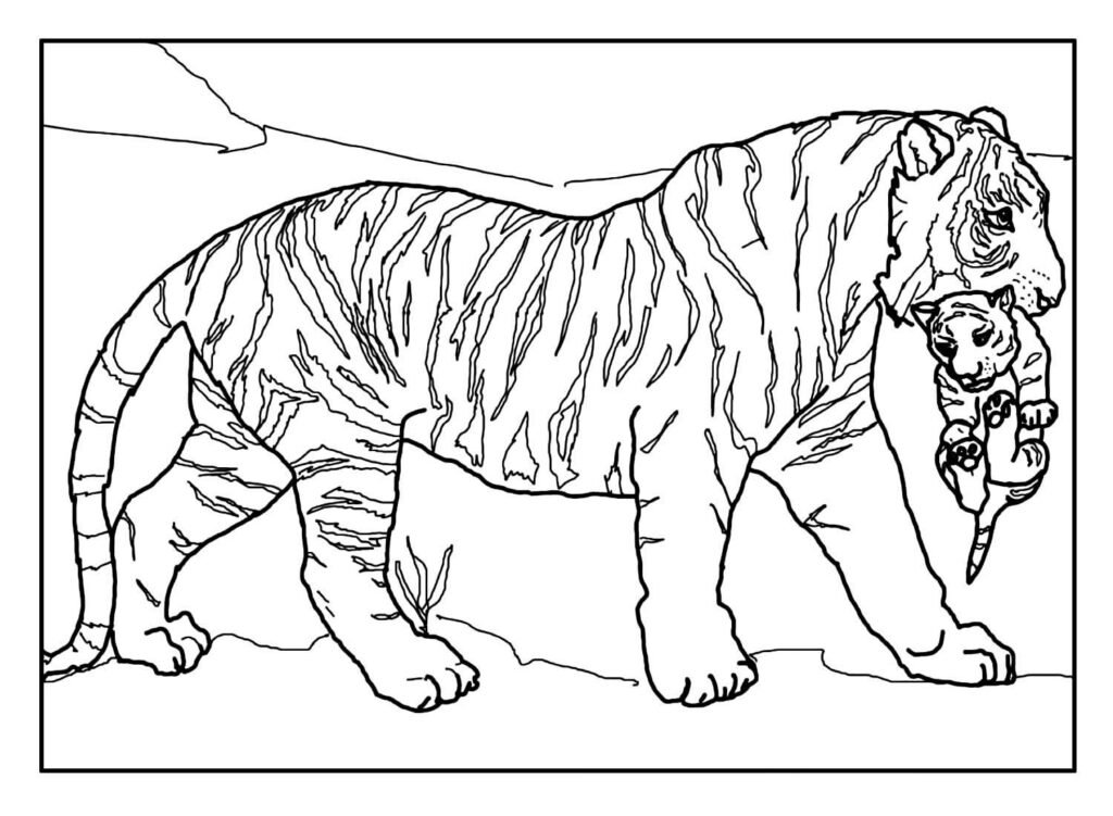 desenho de tigre para pintar e colorir 11a