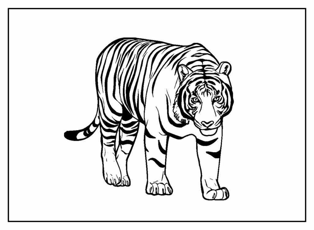 desenho de tigre para pintar e colorir 32