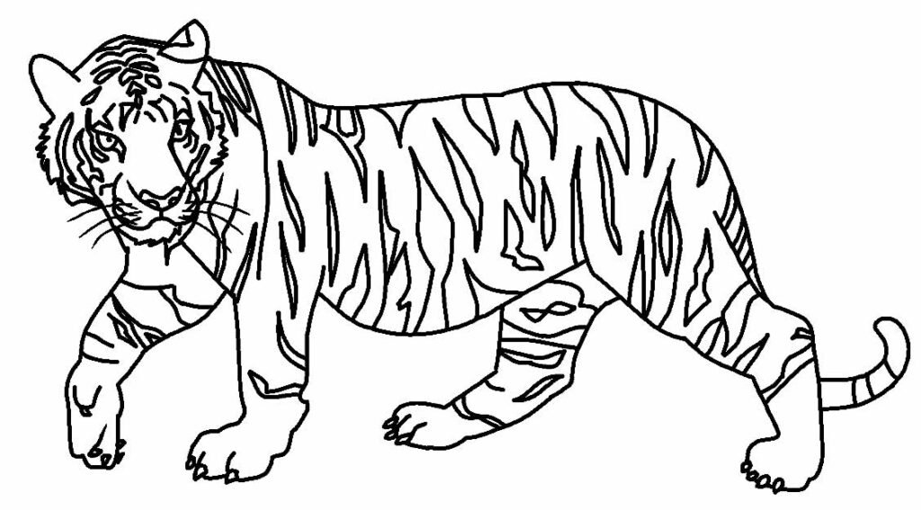 desenho de tigre para pintar e colorir 4