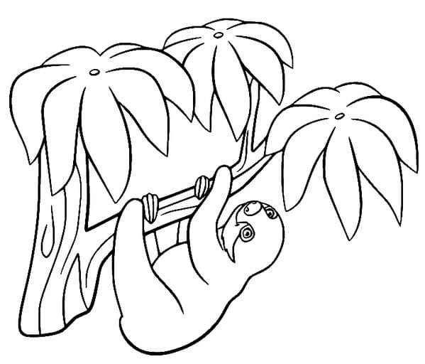 desenho de bicho preguica pendurada para colorir